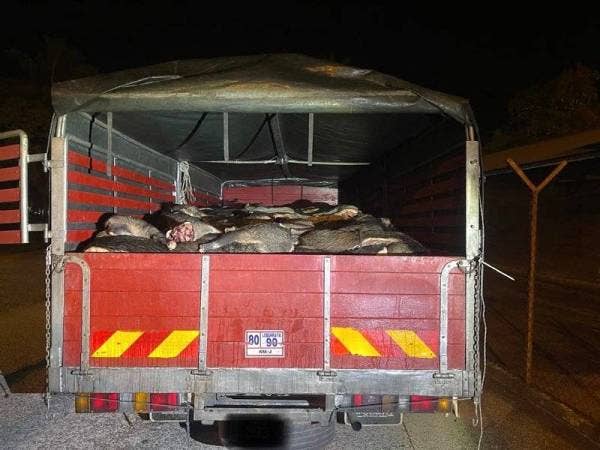 Karkas babi hutan yang dimuatkan dalam sebuah lori diserbu oleh penguat kuasa PGA Batalion 7 di Kampung Mentua, Pengkalan Kubor, Tumpat, pada Sabtu lalu.
