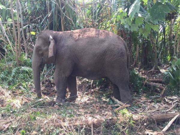 Gajah liar yang ditangkap alam kawasan semak berdekatan dengan kuarters kakitangan Kem Iskandar, Mersing pada Selasa. - Foto Ihsan Perhilitan