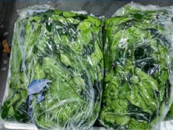 Daun limau purut yang dirampas Maqis pada Rabu.