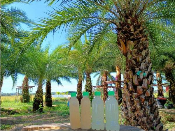 Tuak kurma lebih mendapat permintaan pada Ramadan berbanding tuak kelapa.