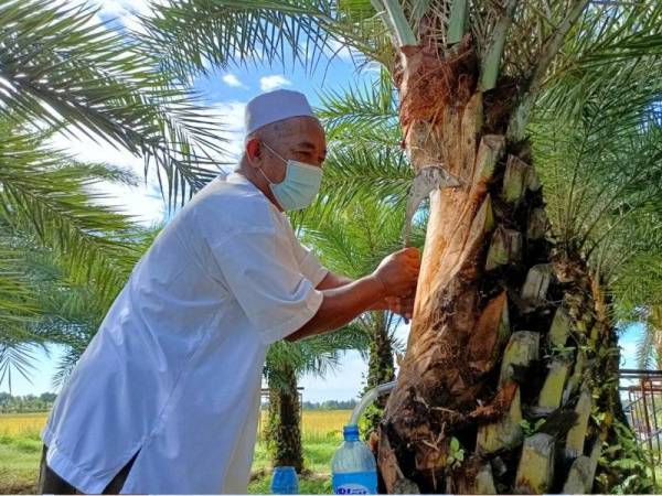 Mohd Zin menggunakan teknik menyandat pada batang pokok kurma untuk menghasilkan tuak.