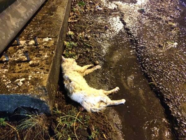 Kucing melintas yang gagal dielak turut mati di tempat kejadian.