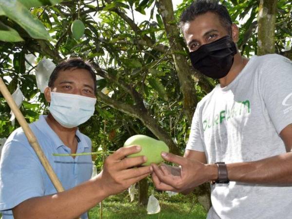 Pengurus Besar AirAsia Farm Sabah, Murain Shunmuganathan (kanan) mewakili AirAsia Farm melawat ladang Harumanis di Perlis.