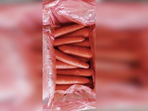 Lobak merah dari China yang dirampas di Pelabuhan Tanjung Pelepas pada Isnin.