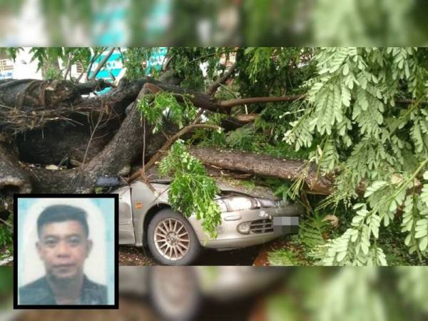 Keadaan kereta mangsa yang dihempap sebatang pokok besar yang tumbang di Jalan Perak pada pagi Selasa. (Gambar kecil: Yong Geeng Huei)