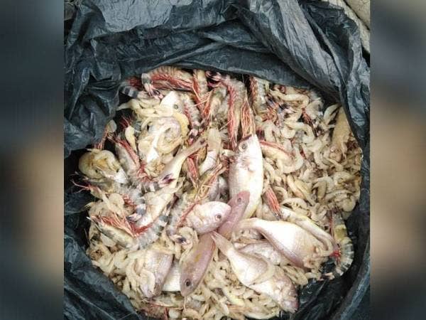 Kesan penggunaan bubu naga menyebabkan anak ikan dan benih udang terperangkap di dalam bubu tersebut.