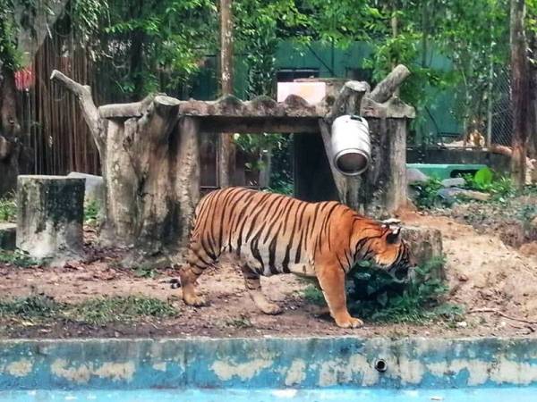 Harimau Malaya jantan, Wira meraikan ulang tahun kelahiran kedua pada Sabtu.