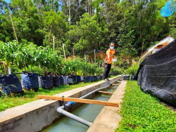Longkang sepanjang 50 meter yang berada berhampiran surau itu dijadikan kolam dengan memelihara 1,200 ikan tilapia sebagai permulaan.