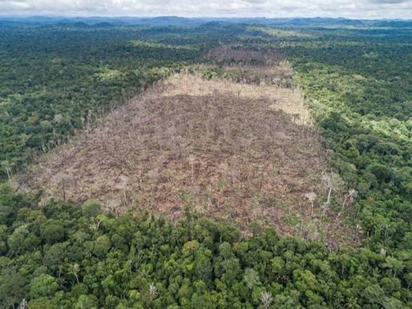 Hutan amazon