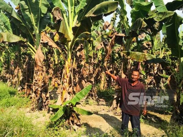 Md Nor menunjukkan sebahagian tanaman pisang berangan yang sepatutnya dituai tidak dapat dipasarkan hingga terpaksa menanggung kerugian.