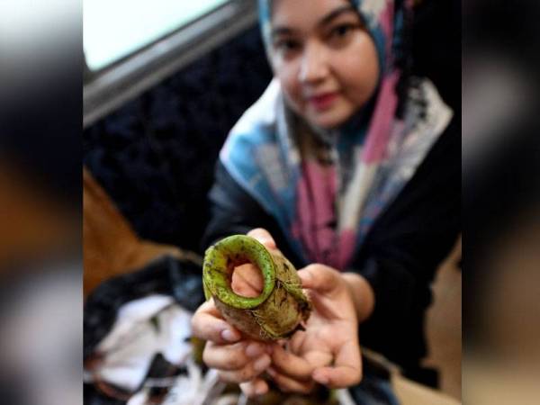 Nazatul Azrin menunjukkan periuk kera yang baru sampai di kediamannya di Kampung Tok Paduka baru-baru ini. - Foto Bernama
