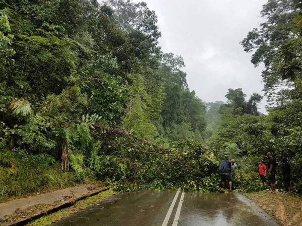Pokok tumbang di laluan menuju ke SK Peta antara cabaran dihadapi guru untuk ke sekolah.
