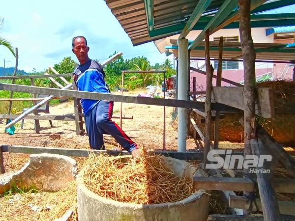 Pok Su Mie mengambil jerami menggunakan kakinya untuk diberi makan kepada ternakan