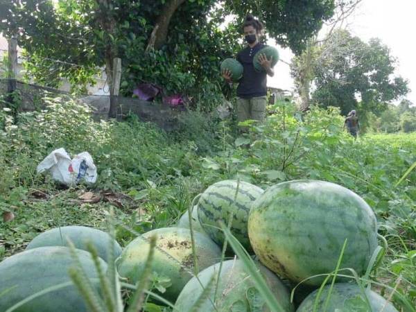 Ain Izuddin mengumpul tembikai yang sudah dituai.