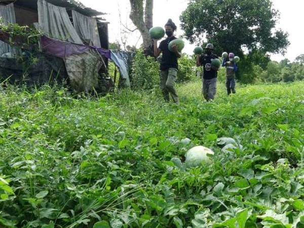 Ain Izuddin bersama pekerjanya memungut tembikai di ladang miliknya di Kampung Ubai, Pekan pada Isnin.