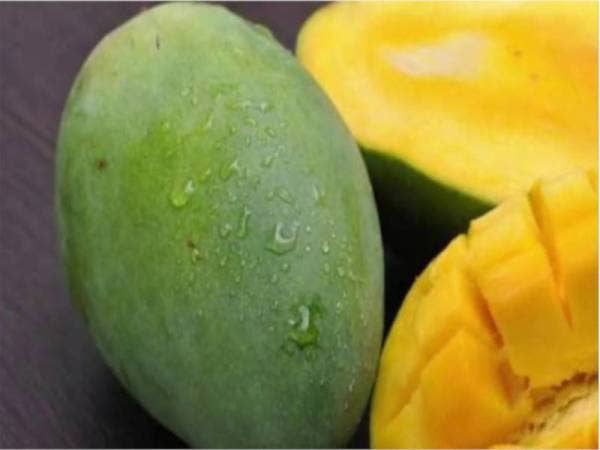 Tiga tan mangga Harumanis akan dijual dengan diskaun sehingga 40 peratus dan penghantaran percuma bagi pembelian menerusi laman mikro eFAMAPLACE di Shopee, bermula Ahad. Gambar hiasan 