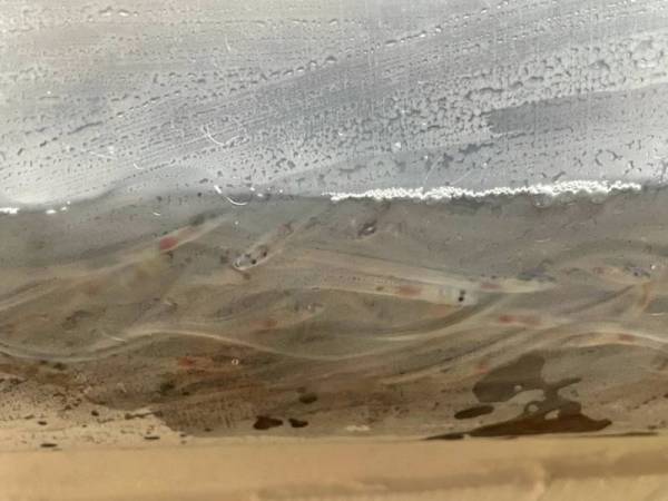 Maqis merampas 150 kg benih belut yang cuba dieksport ke Hong Kong melalui kargo Lapangan Terbang Antarabangsa Kuala Lumpur (KLIA), Isnin lalu.