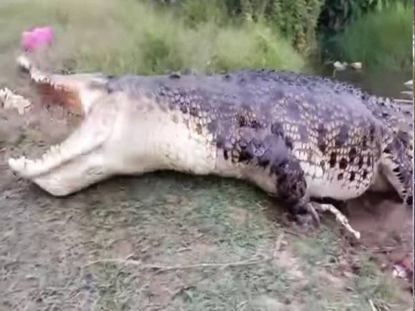 Aksi Mamat ketika menyambar makanan yang diberikan penduduk di kawasan terbabit. - Foto Ihsan pembaca