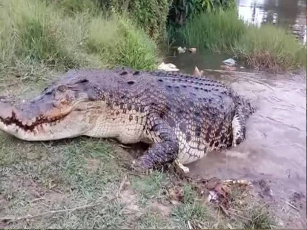 Mamat yang muncul semula di kawasan lombong tinggal di Kampung Tepoh, Kuala Nerus dikatakan semakin membesar.