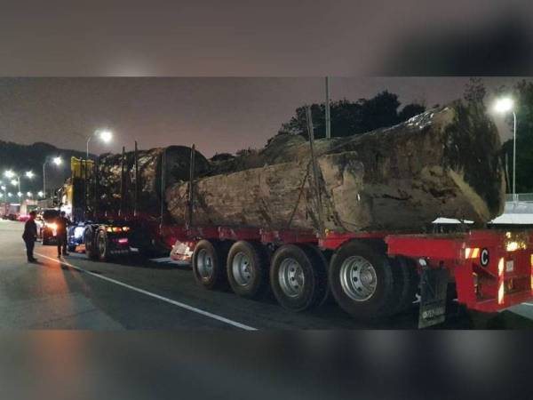 Treler membawa balak bersaiz luar biasa ditahan untuk pemeriksaan di RNR Gombak setelah ia tular melalui laman sosial Facebook pada Ahad. - JPNP