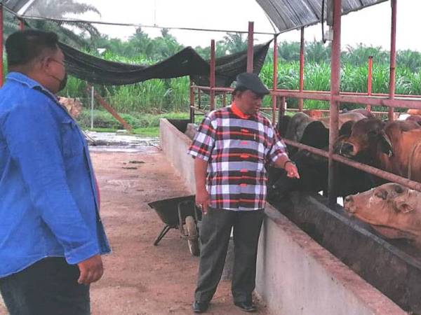 Abdul Razak (kanan) sedang melawat ladang ternakan lembu ahli PPK Kuala Langat, Muhammad Faiz (kiri) di Permatang Pasir Jugra pada Isnin.
