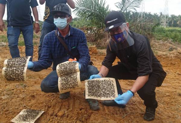 Roslan(kanan) dan Zakaria (dua, kanan) menunjukkan kertas pelekat yang dipenuhi lalat dan menghantui penduduk ekoran masalah pencemaran busuk itu. 