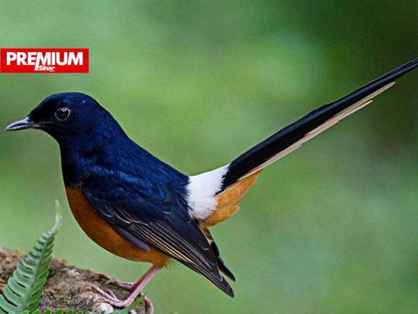 Spesies Burung Terancam Harga Setara Emas