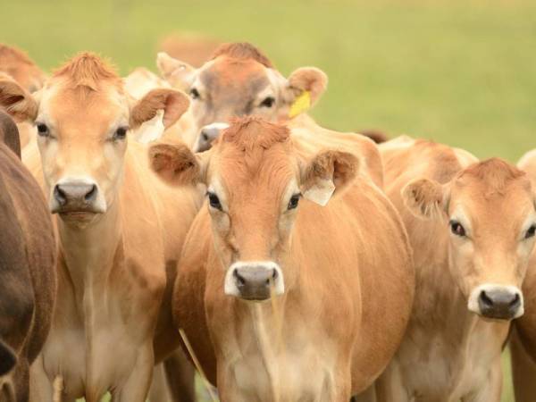 Gambar hiasan - Foto 123RF