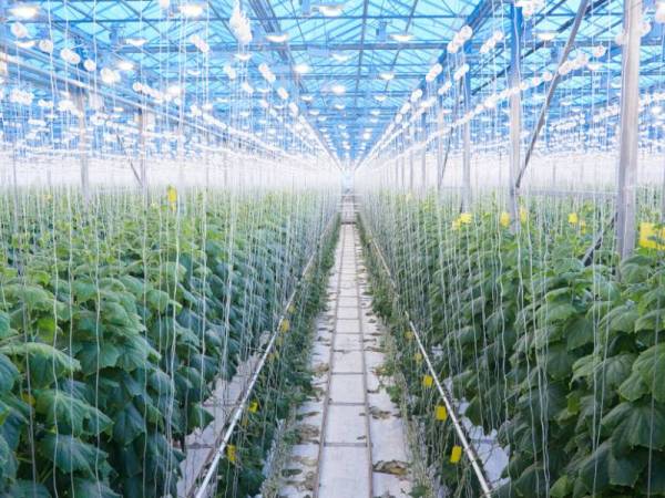 Gambar hiasan - Foto 123RF