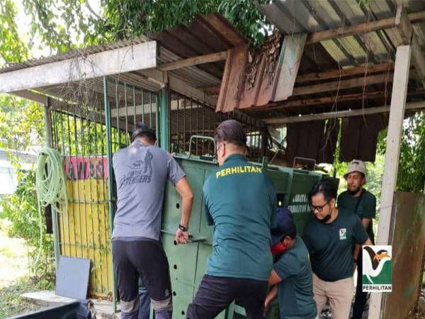 Seramai 12 kakitangan Perhilitan Wilayah Persekutuan Kuala Lumpur menyertai operasi menyelamat tapir tersebut. -Foto Facebook Jabatan Perhilitan Semenanjung Malaysia