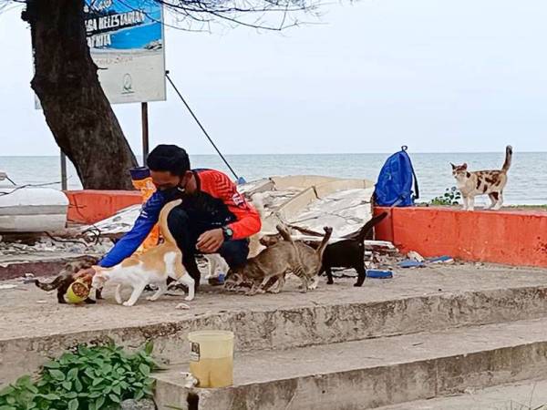 Tepat jam 6 petang, kucing-kucing jalanan mula berkumpul di dataran Pantai Irama, Bachok menunggu makanan yang dibawa oleh Muhammad Shahrul.