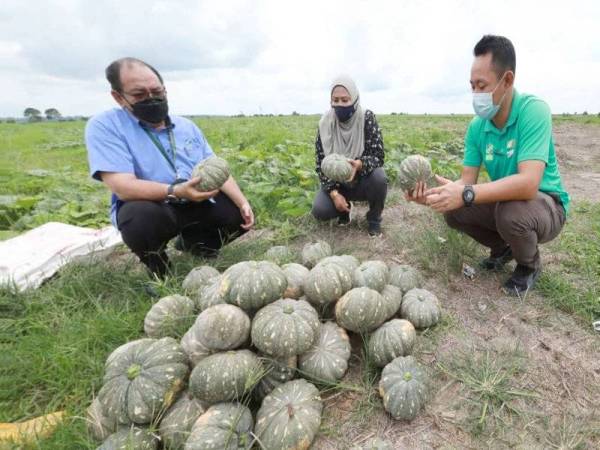 Noh (kiri) meninjau projek tanaman labu manis di kampung Serun, Pekan.