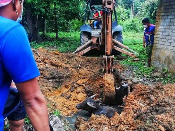 Jengkaut terpaksa digunakan untuk dalam usaha mengeluarkan seekor kerbau jantan yang terjatuh di dalam lubang tangki najis di Kuala Lipis pada Jumaat. - Foto Ihsan Bomba