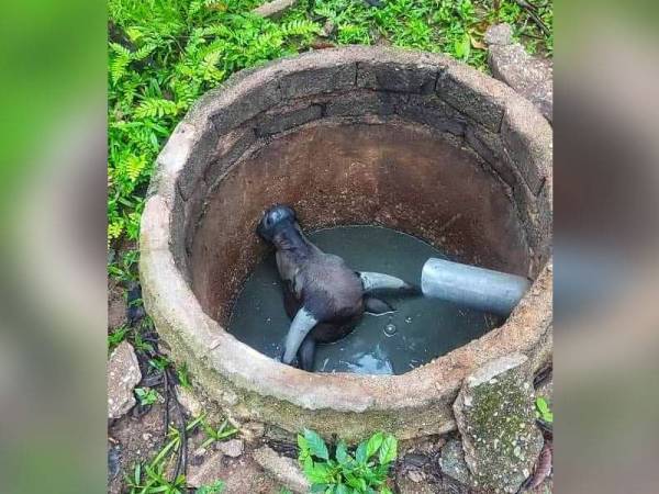 Keadaan seekor kerbau jantan yang terperangkap di dalam lubang tangki najis di Kuala Lipis pada Jumaat. - Foto Ihsan Bomba
