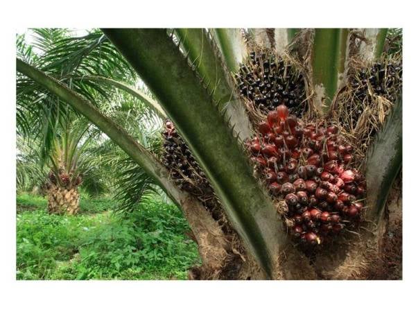 Produktiviti ladang dijangka meningkat sehingga 25 tan perhektar dengan penggunaan teknologi dan pertanian pintar.