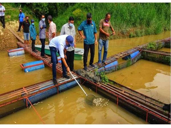 Mohd Sani(dua, Kanan) bersama Mohd Sharkar (kiri) ketika melakukan tinjauan di sangkar yang diusahakan Mohd Zahir di Sungai Pahang dekat Kampung Pengkalan Manggis di sini, Sabtu.