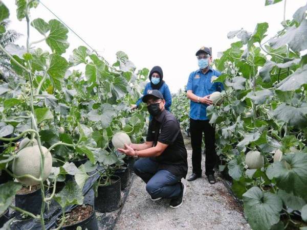 Ronald (depan) bergambar bersama pegawai yang turut hadir pada lawatan ke tanaman fertigasi tembikai 'rock melon' di PPK Bernam Jaya, Sabak Bernam pada Sabtu.