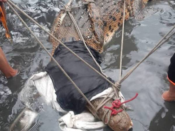 Buaya dipercayai tersesat di perairan Pulau Gaya, Kota Kinabalu, berjaya ditangkap penduduk kampung.