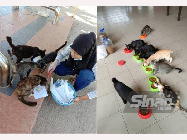 Nur Shazl Yana Iylia Mohd Izarul Nisham,16, memberi makan kepada kucing jalan di kawasan Pantai Batu Hitam, Kuantan pada Rabu.