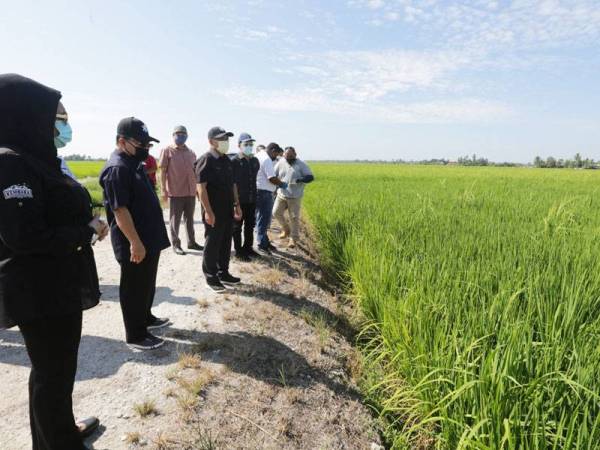 Ronald (tiga dari kiri) meninjau kawasan padi terjejas berikutan serangan makhluk perosak tanaman di Sabak Bernam pada Khamis.