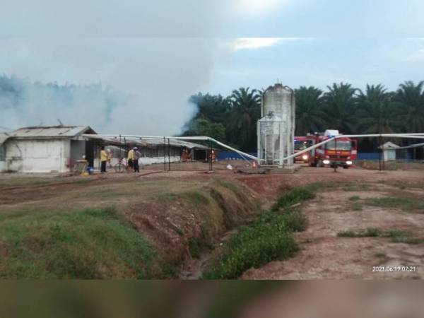 Anggota bomba dari BBP Chini dan Taman Tas melakukan operasi pemadaman ladang ternakan ayam di Batu 8, Jalan Kuantan-Segamat pada Sabtu. - Foto JBPM Pahang