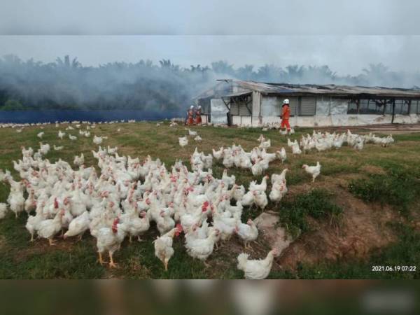 Sebahagian 3,000 ayam yang berjaya diselamatkan dalam kebakaran ladang ternakan di Batu 8, Jalan Kuantan-Segamat pada Sabtu. - Foto JBPM Pahang