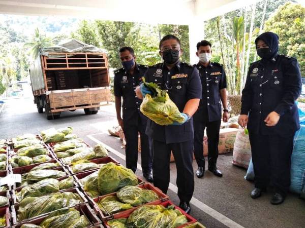 Mohd Zaiham (depan) menunjukkan daun ketum yang berjaya dirampas oleh pihak polis di SJR Tol Bentong pada Ahad lalu