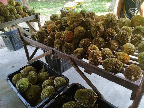 Durian kampung di dusun Kampung Air Putih Pekan Nanas.