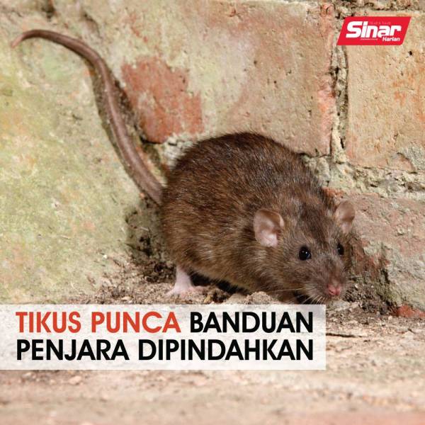cover-tikus