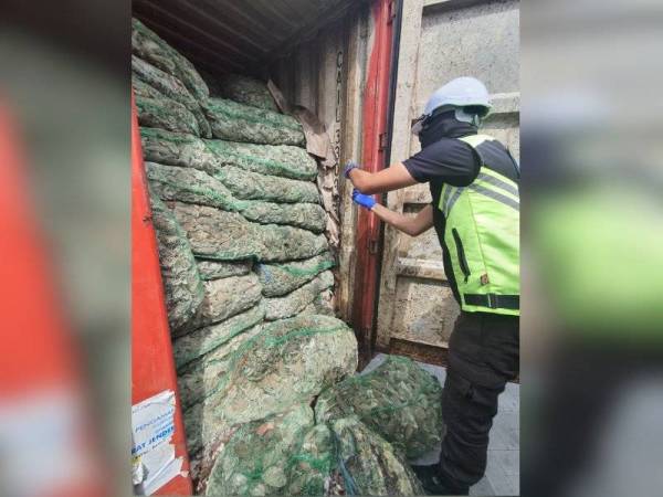 Maqis menahan 16 kontena membawa 225 tan kelapa kering mengandungi serangga perosak dipercayai daripada spesis necrobia rufipes di Pelabuhan Pasir Gudang pada Selasa.