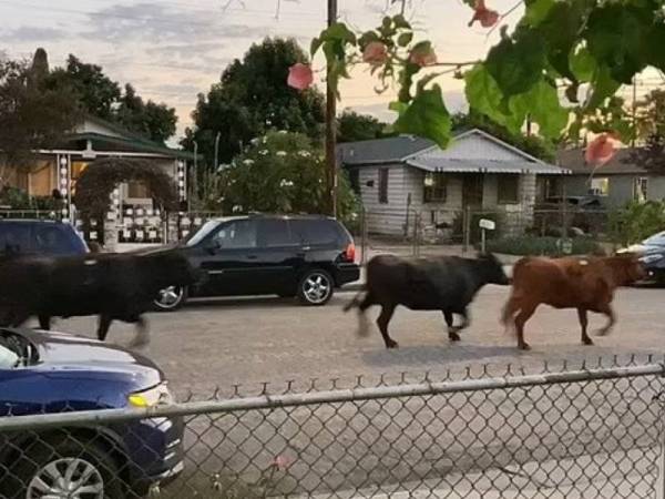 Beberapa ekor lembu merayau-rayau di sebuah kawasan penduduk setelah terlepas dari sebuah pusat penyembelihan di Los Angeles pada Khamis. - Foto Facebook/Esther Mata
