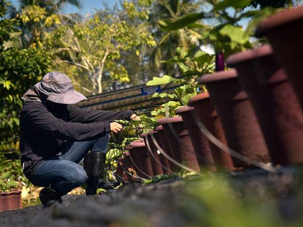 Penolong pegawai Jabatan Belia dan Sukan (JBS) Labuan, Sainati Latip memperkemas sistem pengairan tanaman sayur terung di kebun fertigasi pertanian bandar milik JBS Labuan ketika tinjauan foto Bernama hari ini.