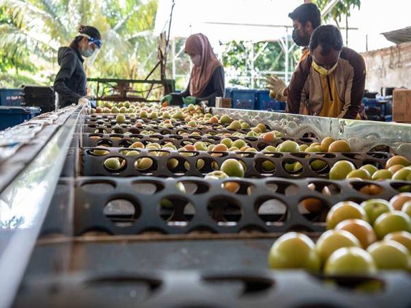 Kesemua sayuran daripada ladang akan melalui proses penggredan sebelum diserahkan kepada pemborong untuk dihantar ke seluruh negara atau bagi tujuan dieksport.