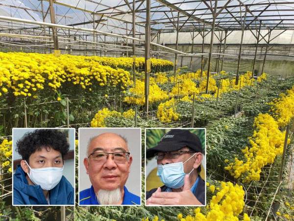 Pengeluaran bunga dari Cameron Highlands bagi pasaran utamanya di luar negara masih kekal stabil ketika ini.